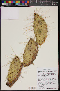 Opuntia polyacantha var. nicholii image