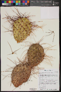 Opuntia polyacantha image