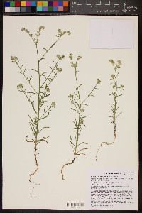 Cryptantha barbigera image