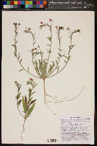 Camissonia micrantha image