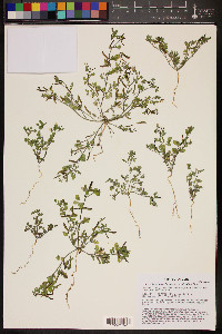 Acmispon maritimus var. brevivexillus image