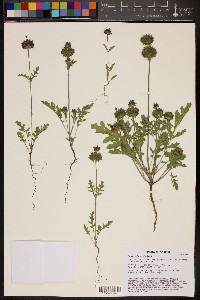 Salvia columbariae image