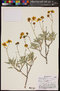 Encelia farinosa image