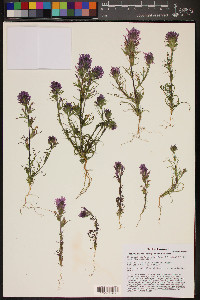 Castilleja exserta image