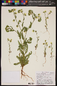 Emmenanthe penduliflora image