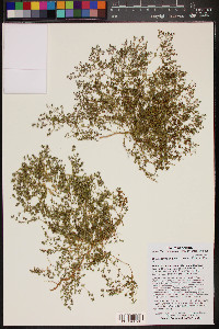 Euphorbia polycarpa image