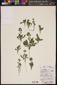 Phacelia crenulata image