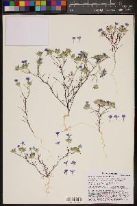 Eriastrum eremicum image