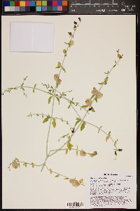 Salazaria mexicana image