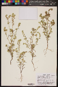 Cryptantha decipiens image