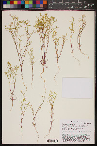 Chorizanthe brevicornu image