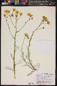 Senecio flaccidus var. monoensis image