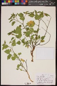 Physalis hederifolia image