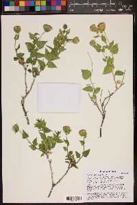 Brickellia atractyloides image