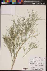 Psorothamnus spinosus image