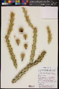 Cylindropuntia acanthocarpa image