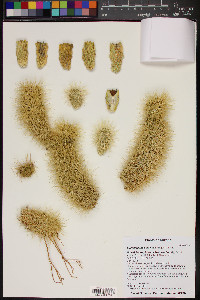 Cylindropuntia bigelovii image