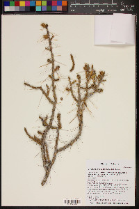 Cylindropuntia leptocaulis image