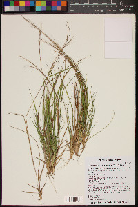 Dichanthelium depauperatum image