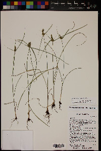 Cyperus fendlerianus image