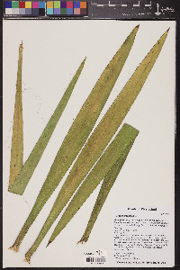 Yucca filamentosa image