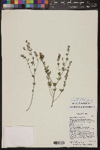 Acmispon wrightii image