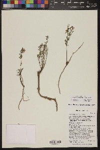 Acmispon wrightii image