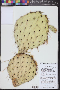 Opuntia engelmannii var. engelmannii image