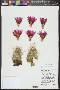 Echinocereus engelmannii image