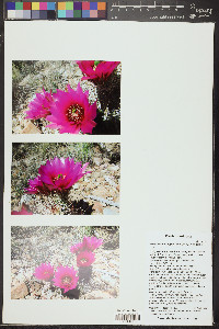 Echinocereus engelmannii image