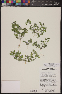 Acmispon maritimus var. brevivexillus image