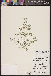 Acmispon strigosus image