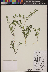 Acmispon maritimus var. brevivexillus image