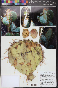 Opuntia ×curvispina image