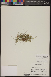 Cyperus michelianus image