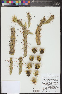 Cylindropuntia acanthocarpa image