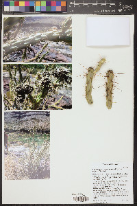 Cylindropuntia acanthocarpa image