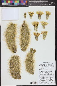 Cylindropuntia bigelovii image