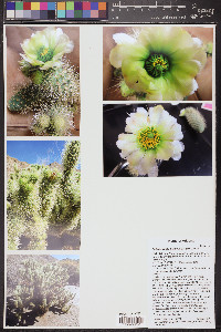 Cylindropuntia bigelovii image