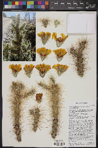 Cylindropuntia acanthocarpa image