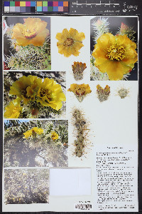 Cylindropuntia acanthocarpa image