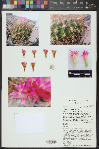 Eriosyce subgibbosa image