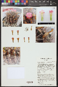 Eriosyce subgibbosa image