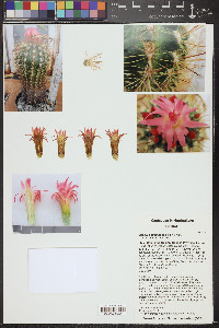 Eriosyce subgibbosa image