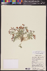 Acmispon mearnsii image