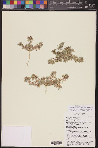 Acmispon brachycarpus image