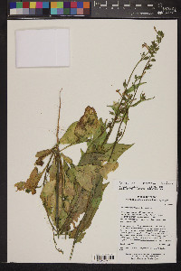 Nicotiana clevelandii image