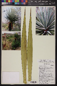 Yucca x schottii image