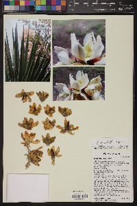 Yucca x schottii image