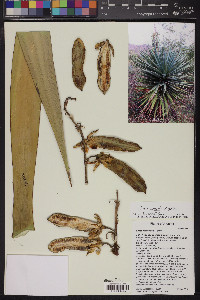 Yucca x schottii image